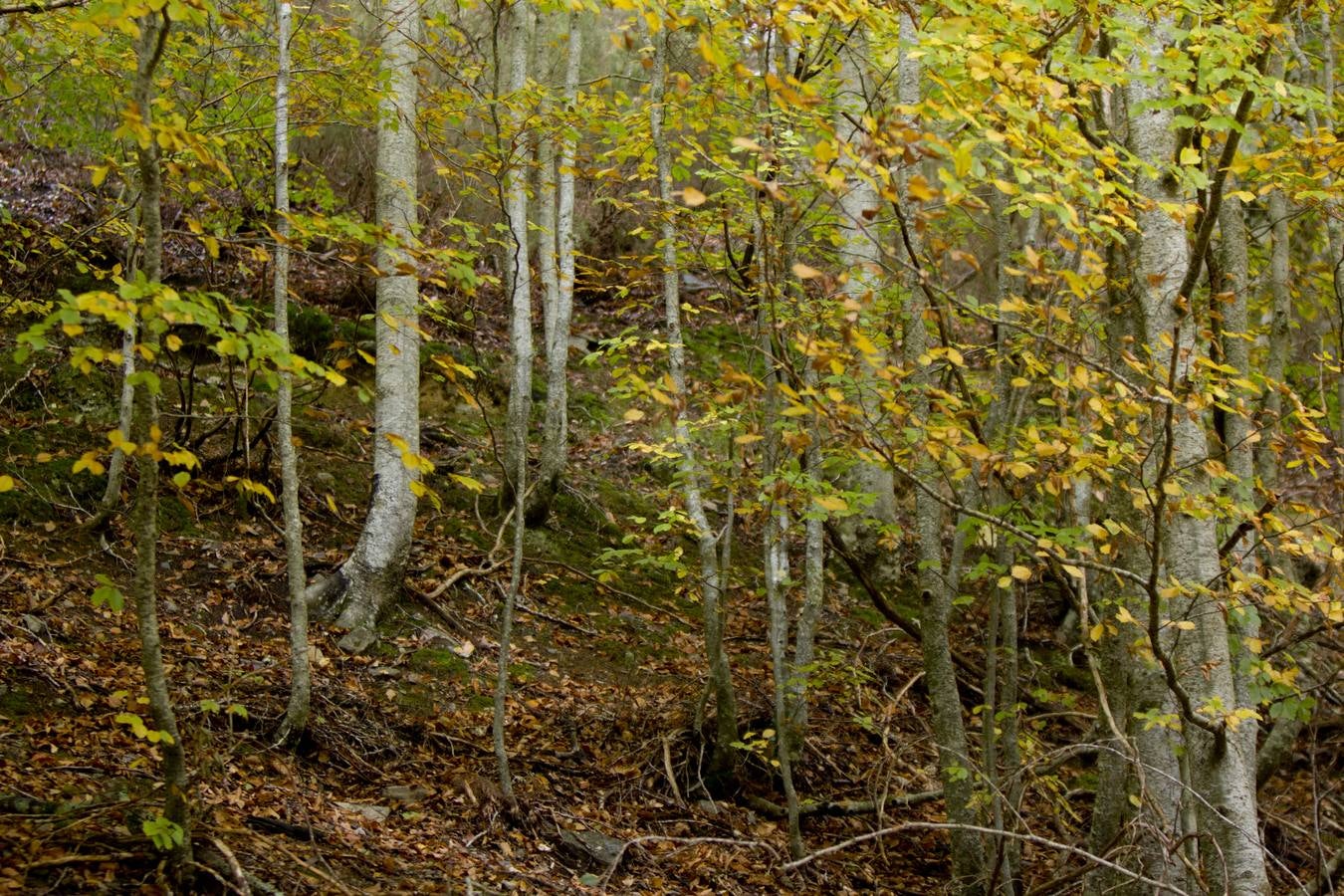 En esta época del año el monte riojano exhibe la transformación de los tonos verdes a los ocres y rojijzos. Unas imágenes evocadoras y muy bellas que animan al paseo.