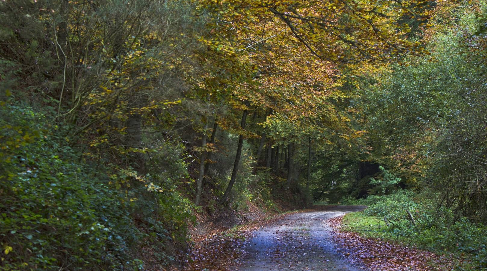 En esta época del año el monte riojano exhibe la transformación de los tonos verdes a los ocres y rojijzos. Unas imágenes evocadoras y muy bellas que animan al paseo.