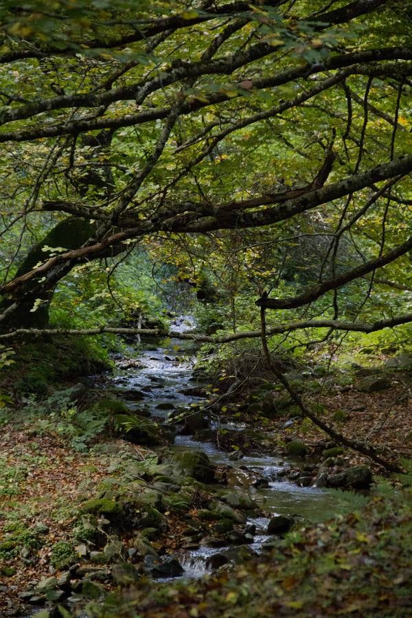 En esta época del año el monte riojano exhibe la transformación de los tonos verdes a los ocres y rojijzos. Unas imágenes evocadoras y muy bellas que animan al paseo.