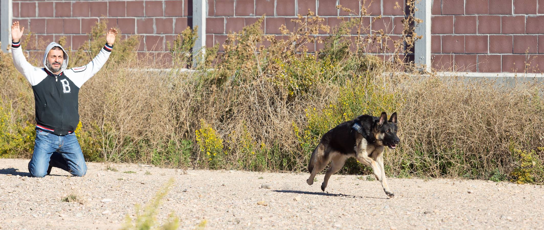 El Grupo de Acción Rápida (GAR) de la Guardia Civil y la Gendarmería Francesa están desarrollano unas jornadas prácticas en Logroño para implementar un nuevo sistema de detección de explosivos con perros en grandes concentraciones de personas, como eventos deportivos o musicales.