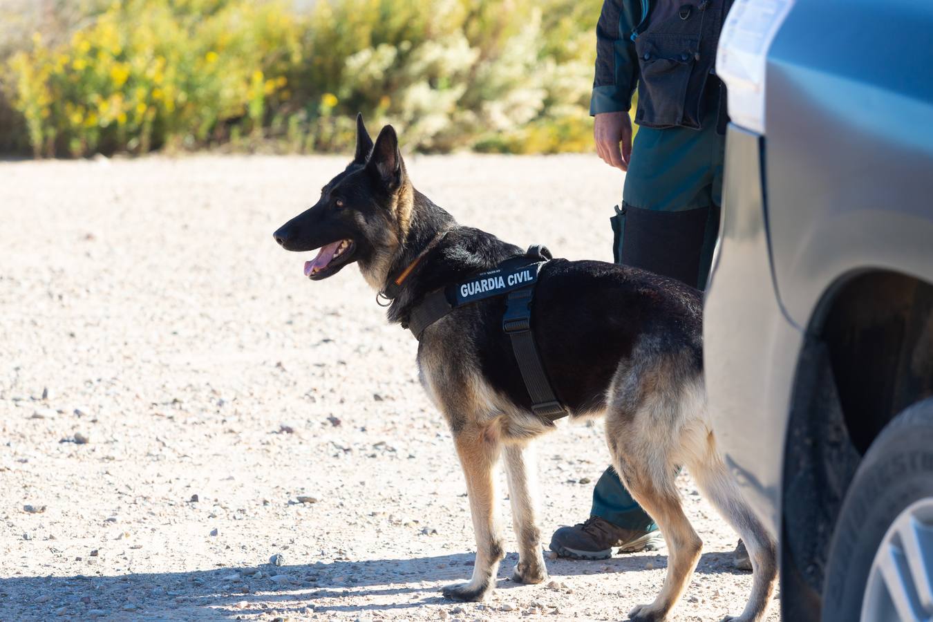 El Grupo de Acción Rápida (GAR) de la Guardia Civil y la Gendarmería Francesa están desarrollano unas jornadas prácticas en Logroño para implementar un nuevo sistema de detección de explosivos con perros en grandes concentraciones de personas, como eventos deportivos o musicales.