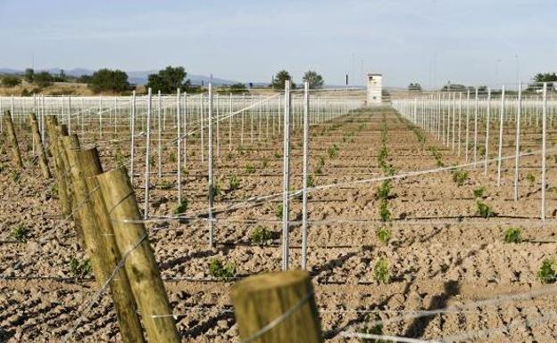 El Gobierno actualiza la norma para autorizar nuevas plantaciones de viñedo