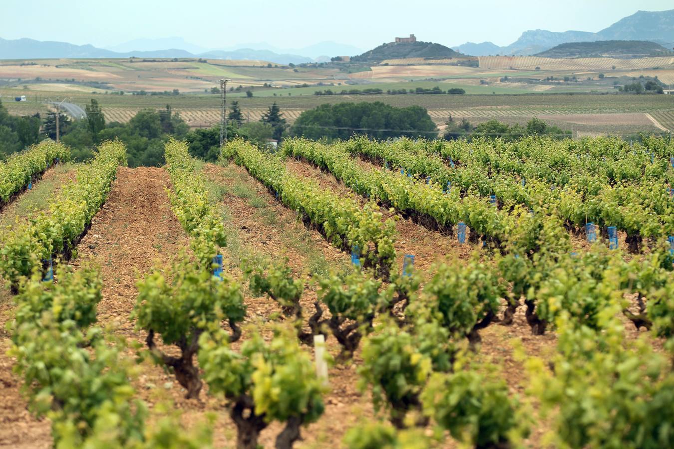 Rioja crecerá entre 1.200 y 2.000 hectáreas, según la venta de vino 