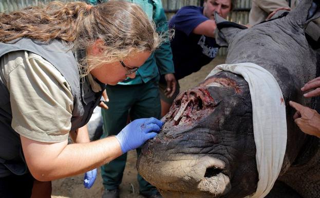 Un rinoceronte blanco de tres años recibe atención veterinaria tras ser atacado por cazadores furtivos que le arrancaron su cuerno, en Sudáfrica.