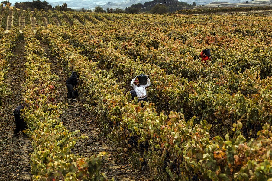 Imágenes que retratan la vendimia en los últimos corros de La Rioja. Piezas que por logística han estado pendientes de entrar en el lago hasta el último momento. 