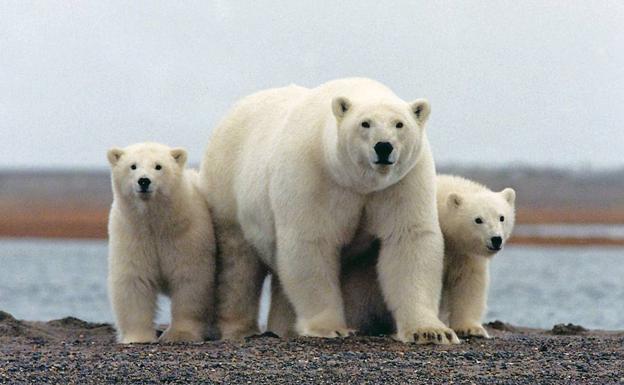 Una osa polar con sus crías en el Refugio Nacional de Fauna Salvaje del Ártico, en Alaka.