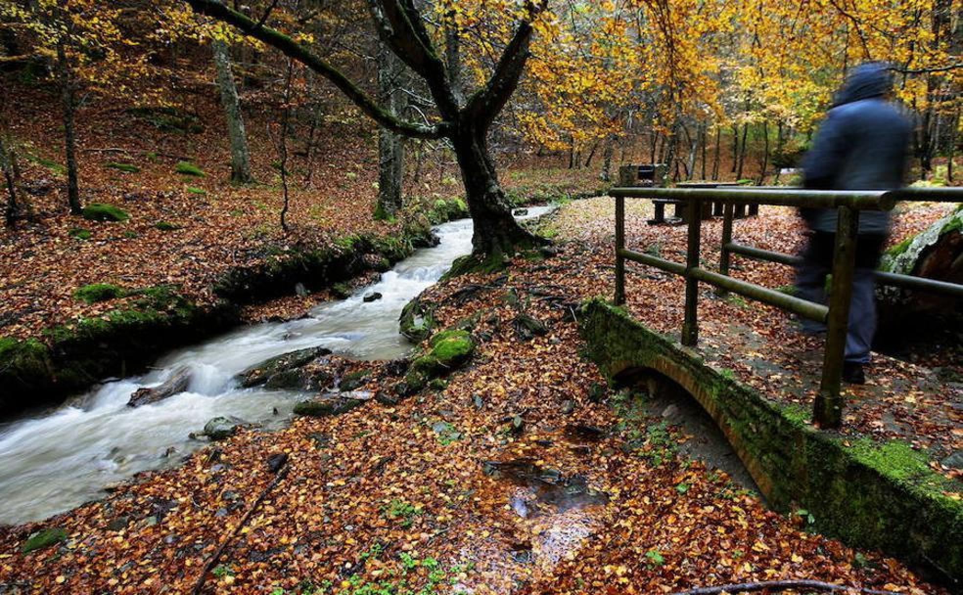 Un rincón del Rajao, con el río Tobía discurriendo entre el hayedo junto a un área recreativa. 