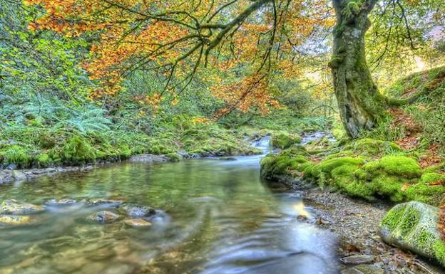 Río y bosque en otoño