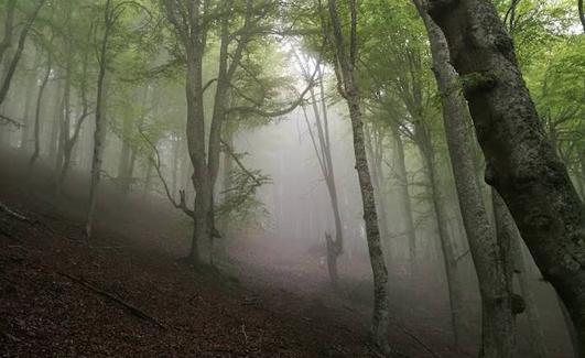 Las hayas. Senda en el bosque entre la niebla. :: Senditur