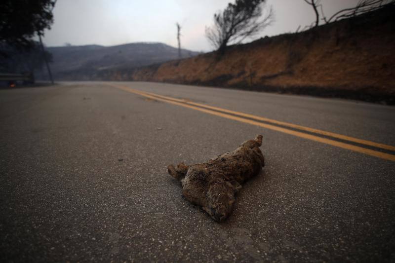 Fotos: &#039;Camp Fire&#039;, el incendio más destructivo en la historia de California