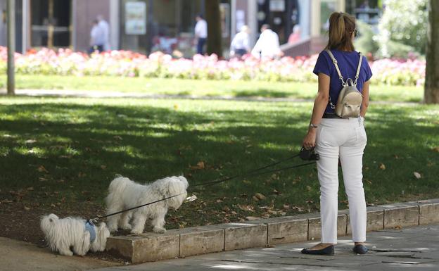 Una señora pasea sus perros por un parque. 