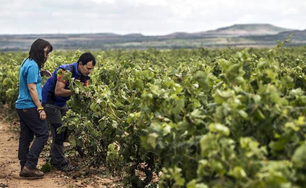 Agricultura ecológica en La Rioja. 