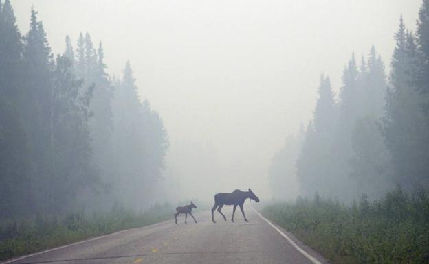 Carretera nórdica con fauna local cruzando.