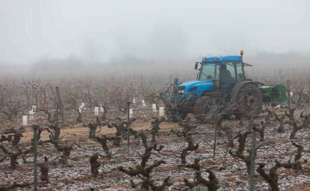 Un tractor faena en la viña entre la niebla. 