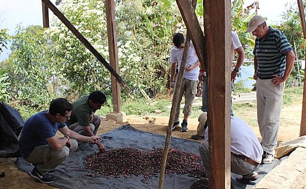 Proyecto de producción café de Kaipacha Inti en Perú (2017 y 2018). 