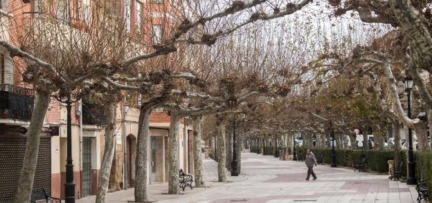 Árboles en el paseo del Espolón de Santo Domingo de la Calzada. 