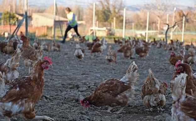 Febrero moviliza los actos de la ruta gastronómica del Valle de Ocón