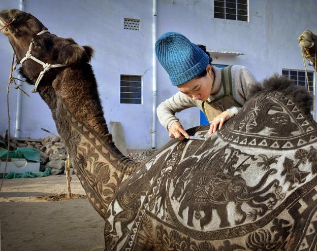 Este camello está hecho un cuadro