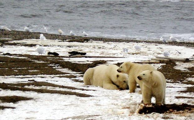 Un ejemplar adulto de oso polar con dos cachorros.