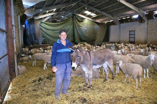 Alfredo Lara, junto a su veterana burra 'Perico', en el corral donde guarda su rebaño. :