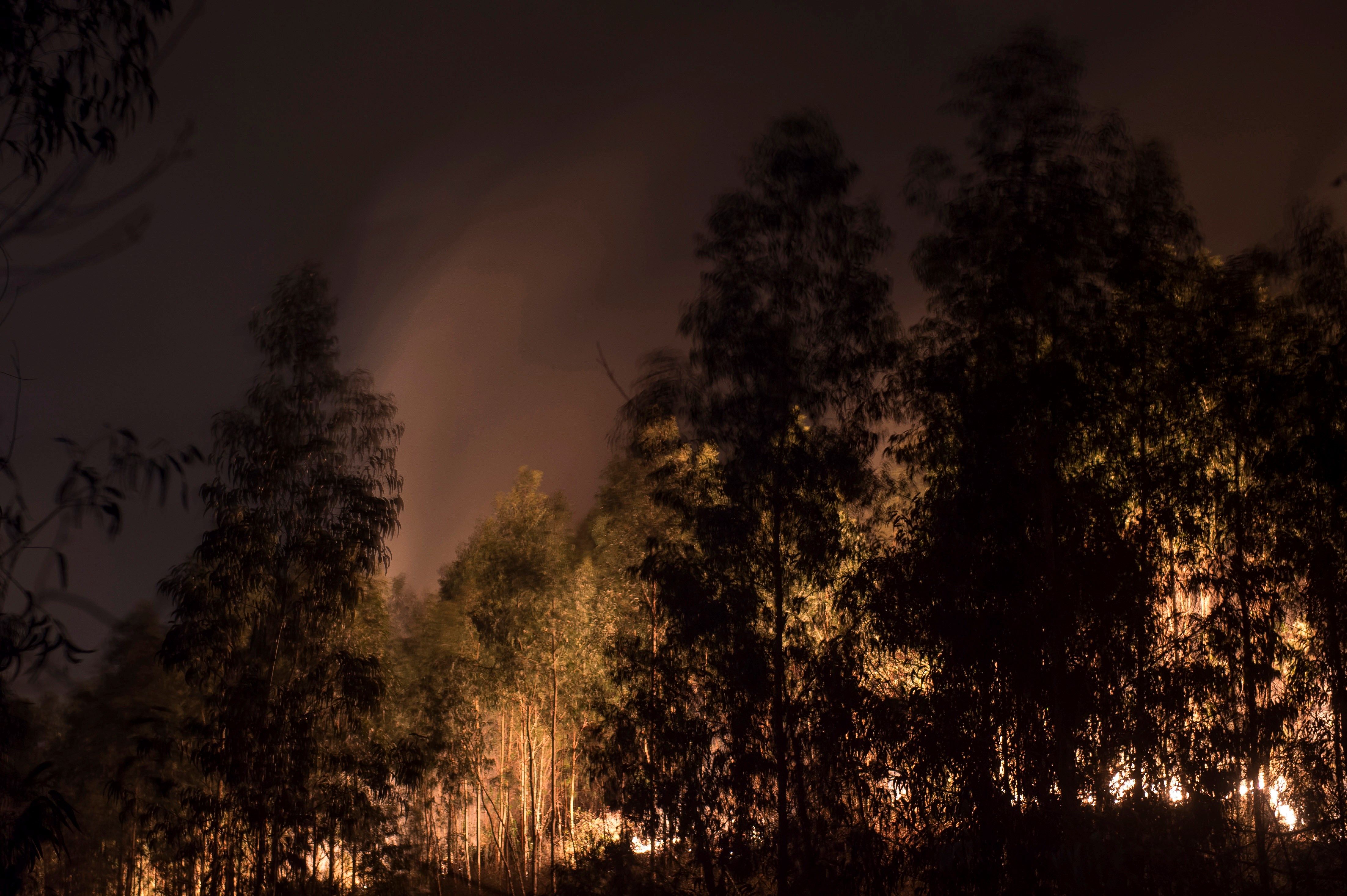 El norte de España se ha visto asolado este fin de semana con más de un centenar de incendios que han afectado duramente a Asturias, Cantabria y Vizcaya. Algunos de ellos ya están controlado, pero, en el Principado, 99 de ellos aún continuan en activos; mientras que en Cantabria el número de incendios activos se ha rebajado de 21 a 17, de un total de más de 60 que fueron provocados en la comunidad autónoma.