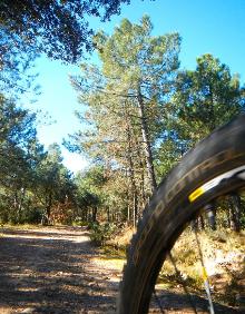 Imagen secundaria 2 - Olivos en el término de Medrano; cruce de la Cruz del Muerto en la dehesa de Medrano a Daroca y camino. 