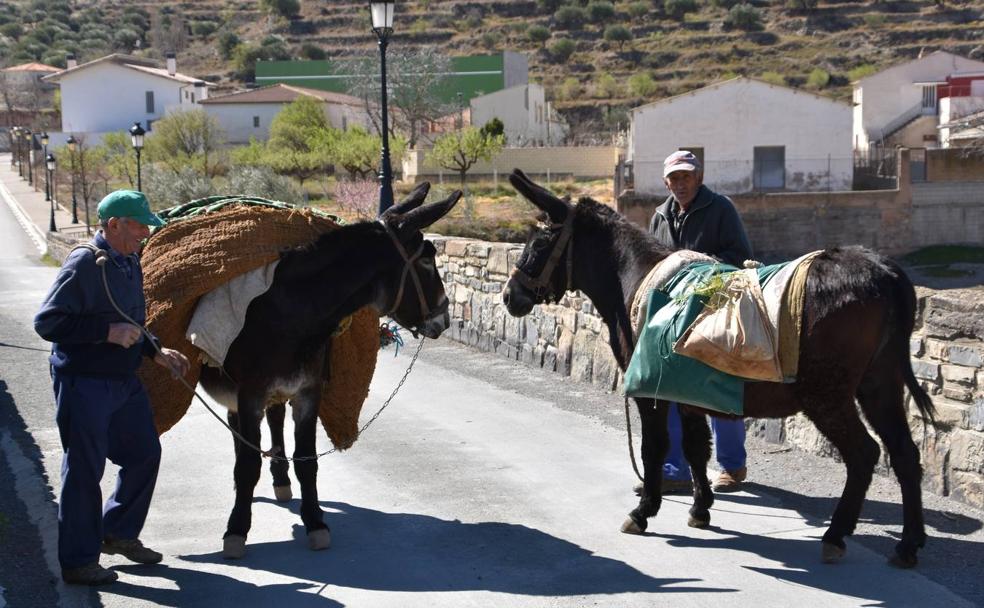 Al campo, con los burros