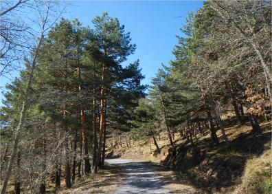 Imagen secundaria 1 - Vista de Cebollera desde el camino de Ortigosa y dos tramos del mismo camino uno con pinos y otro con hayas 