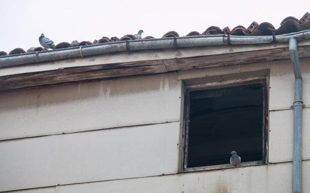 Las aves han colonizado el edificio a través de sus ventanas. :: albo