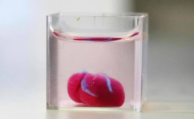 Imagen del primer corazón creado a partir de tejidos humanos con una impresora 3D.