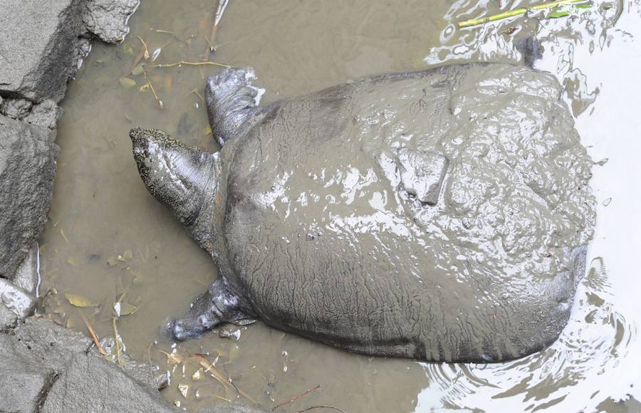 La tortuga del Yangtsé, en una imagen tomada en 2016 en el zoo chino donde vivía.