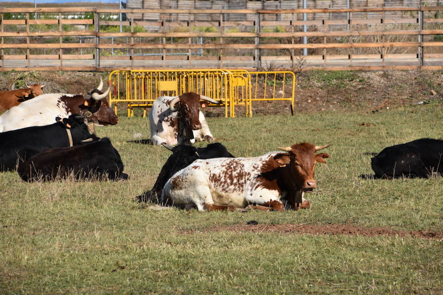 Ceniceros felicita a los rinconeros por mantener la celebración de la Feria de Ganado Equino hasta nuestros días