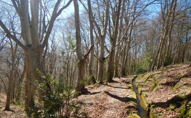 La Regadera y su sendero al paso de un hayedo. 