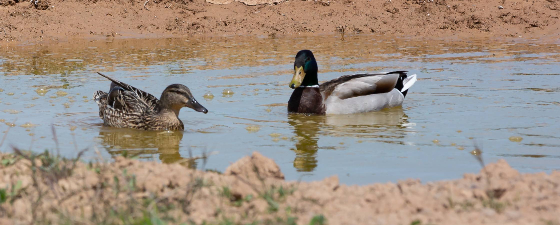 Fotos: La granja de la Grajera en marcha hasta otoño