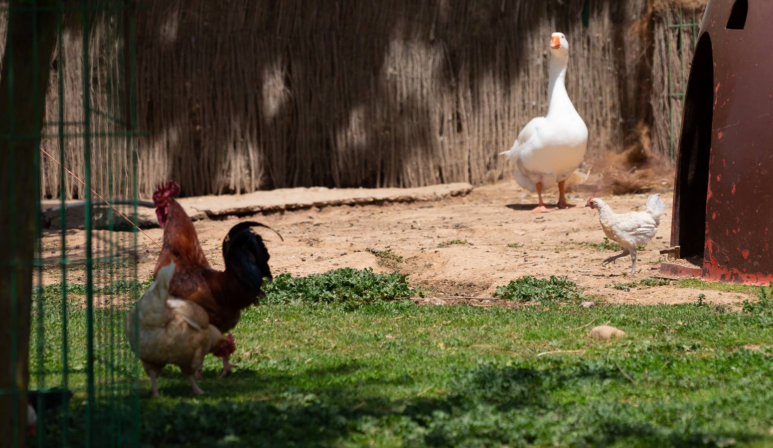 Fotos: La granja de la Grajera en marcha hasta otoño