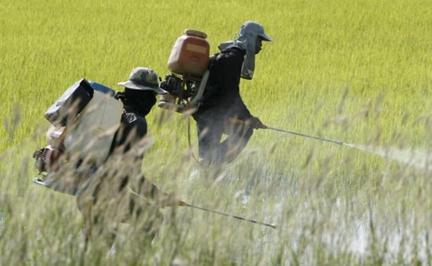 Los ecologistas denuncian que la administración autoriza el uso de pesticidas prohibidos