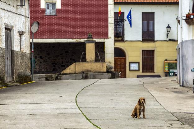 El perro Rancho vigila la calle que conduce al Ayuntamiento de Tobía 