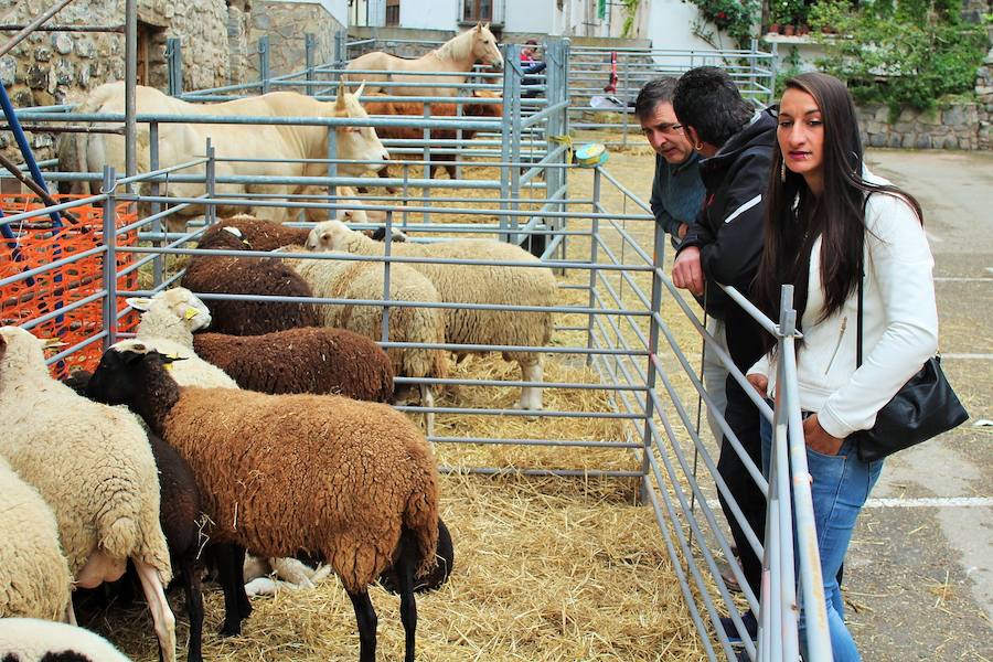 Las mejores vacas, ovejas y cabras del Camero Viejo