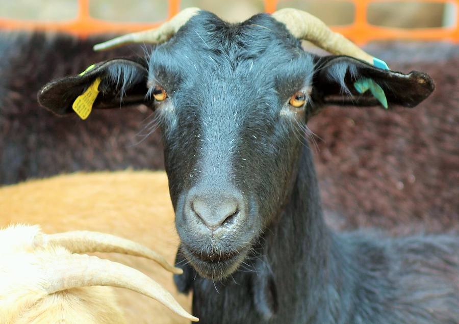 Las mejores vacas, ovejas y cabras del Camero Viejo