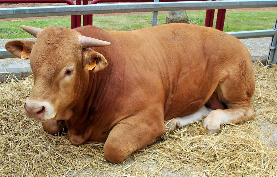 Las mejores vacas, ovejas y cabras del Camero Viejo