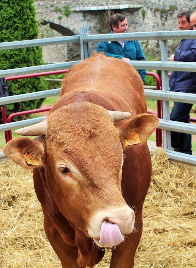 Las mejores vacas, ovejas y cabras del Camero Viejo