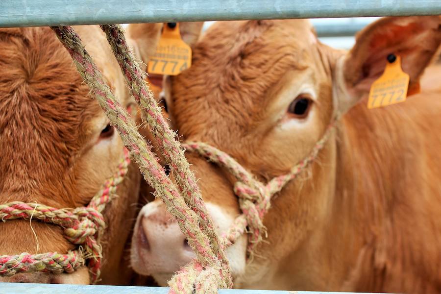 Las mejores vacas, ovejas y cabras del Camero Viejo