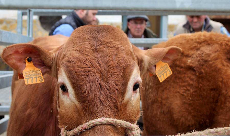 Las mejores vacas, ovejas y cabras del Camero Viejo