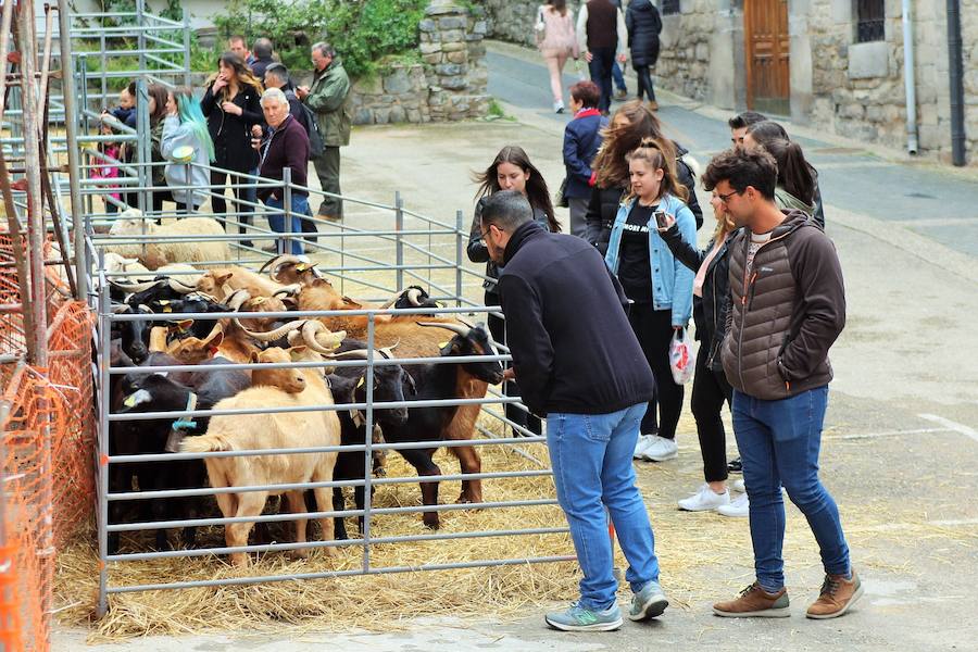 Las mejores vacas, ovejas y cabras del Camero Viejo