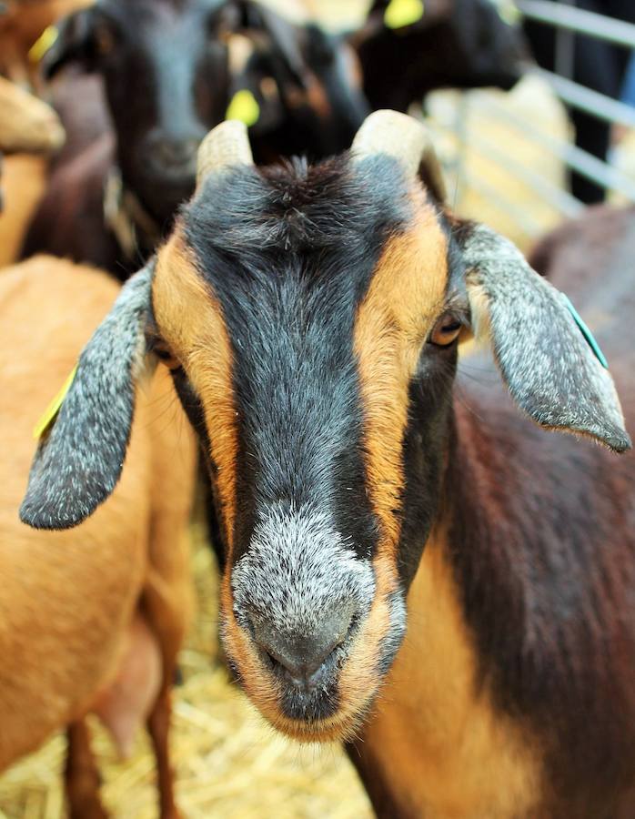 Las mejores vacas, ovejas y cabras del Camero Viejo