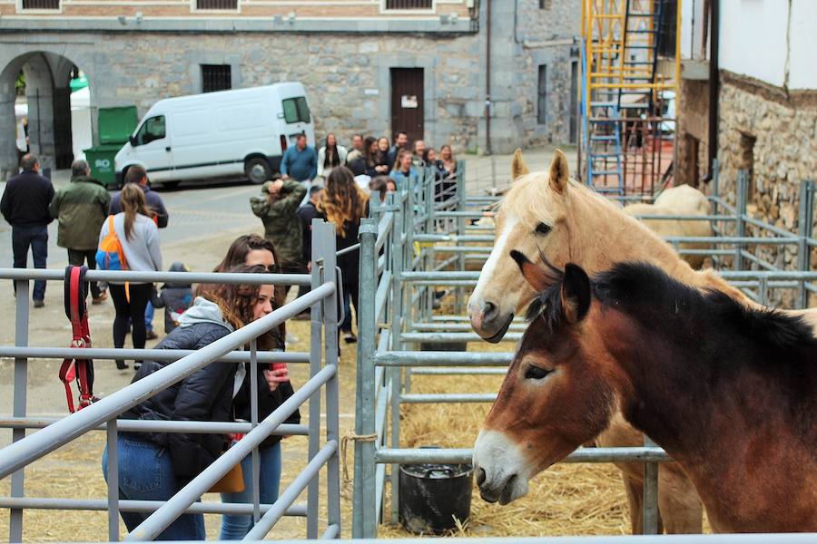 Las mejores vacas, ovejas y cabras del Camero Viejo