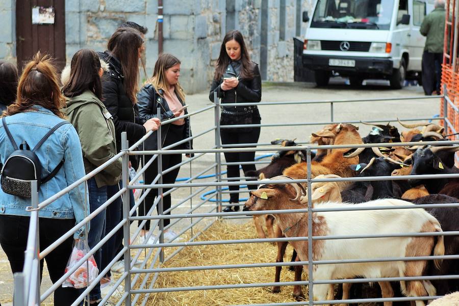 Las mejores vacas, ovejas y cabras del Camero Viejo