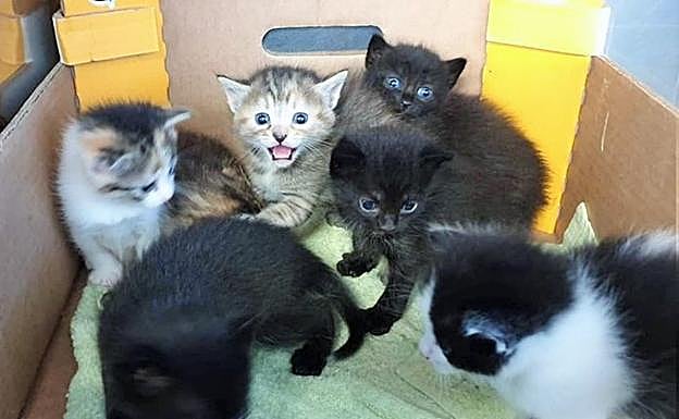 Los gatitos que fueron abandonados en Villamediana.