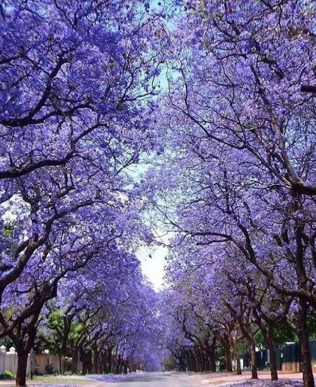 El árbol 'perfecto' que está prohibido en España