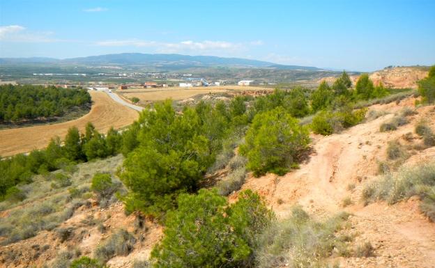 Una ruta homenaje a la seta y el champiñón en... Pradejón